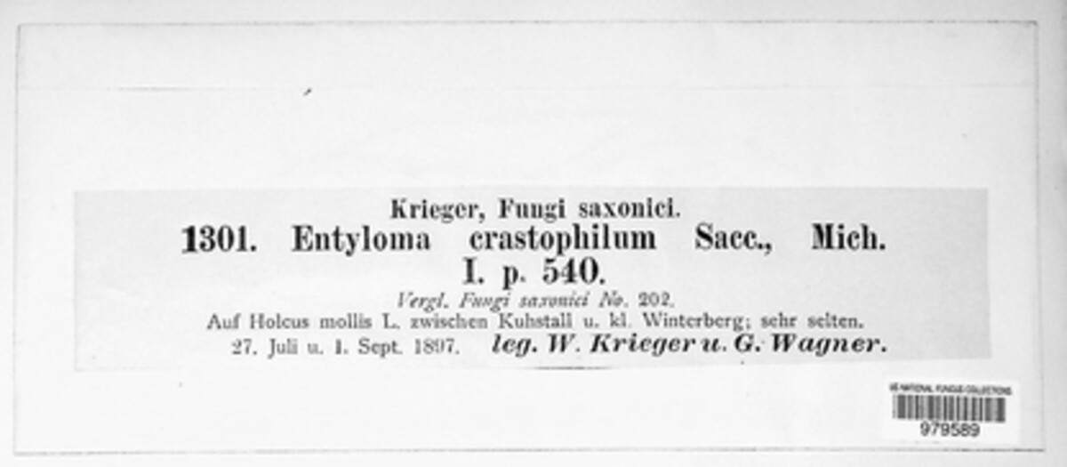 Entyloma crastophilum image